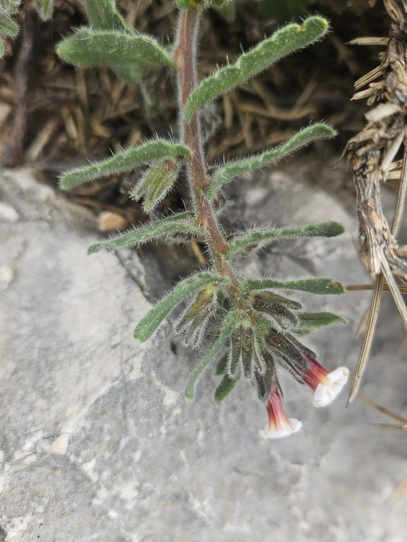 Alkanna tubulosa photo 8