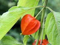Strawberry Groundcherry