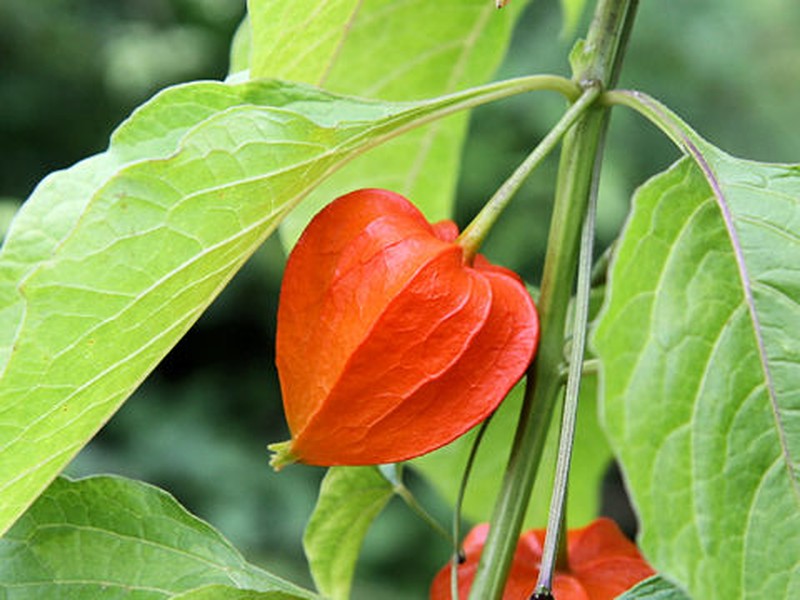 Strawberry Groundcherry