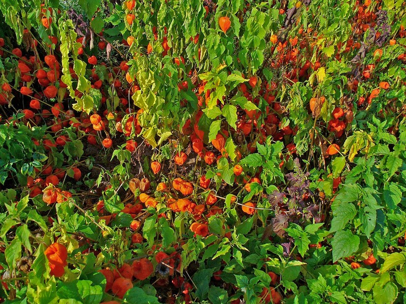 Strawberry Groundcherry photo 2