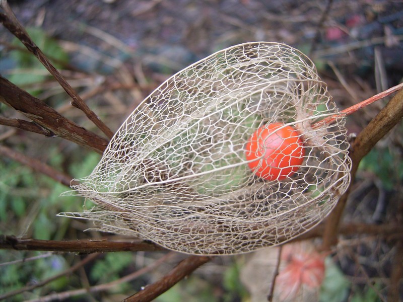 Strawberry Groundcherry photo 3