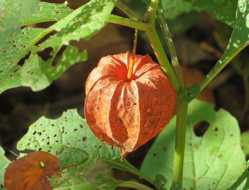 Strawberry Groundcherry photo 4
