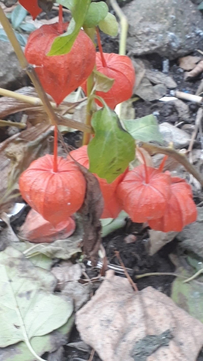 Strawberry Groundcherry photo 5