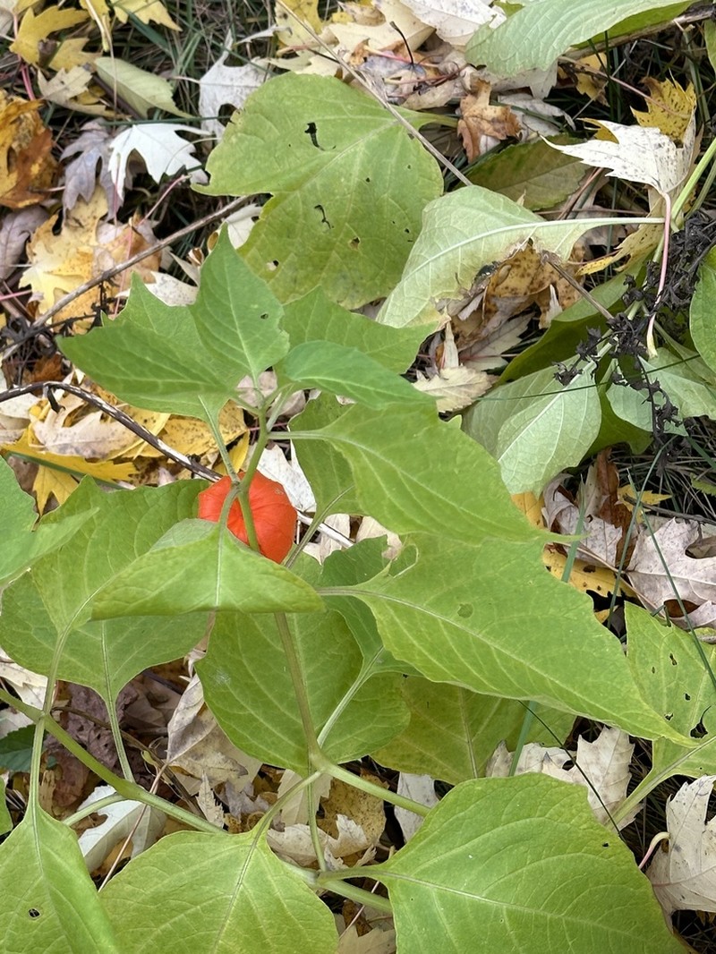 Strawberry Groundcherry photo 6