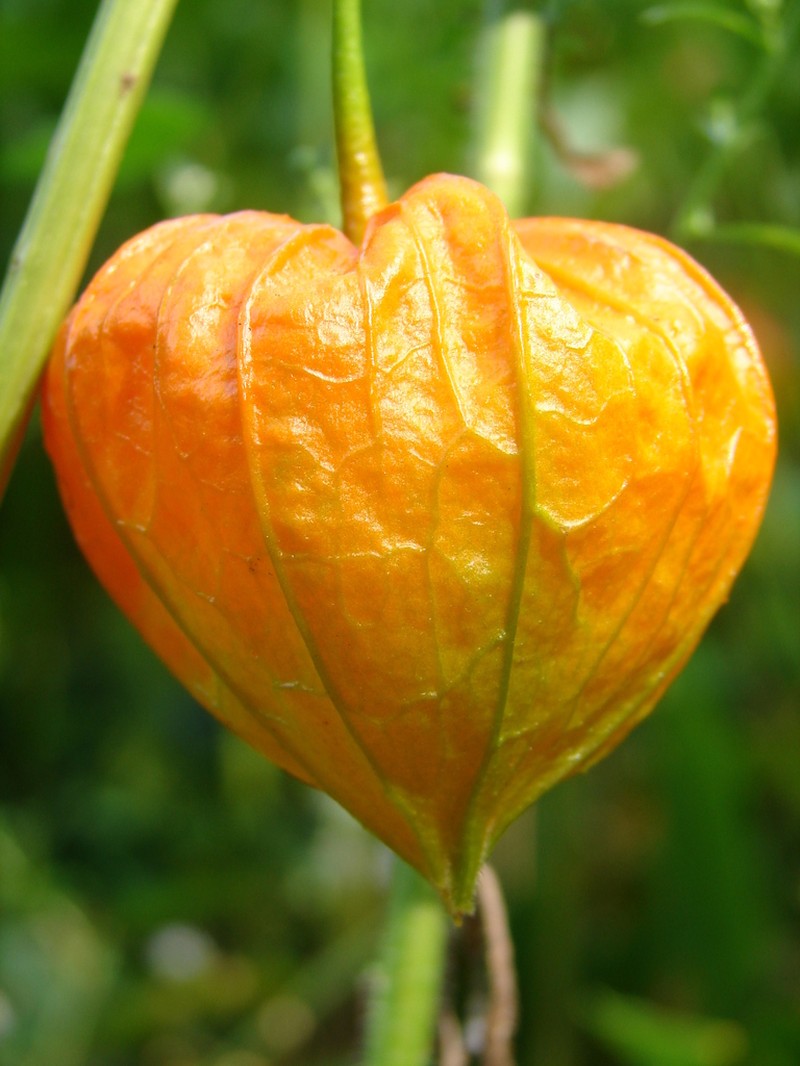 Strawberry Groundcherry photo 7