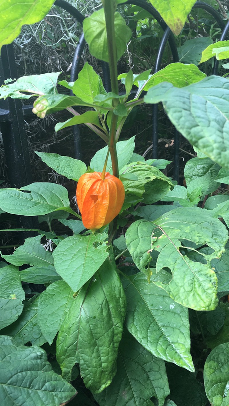 Strawberry Groundcherry photo 8