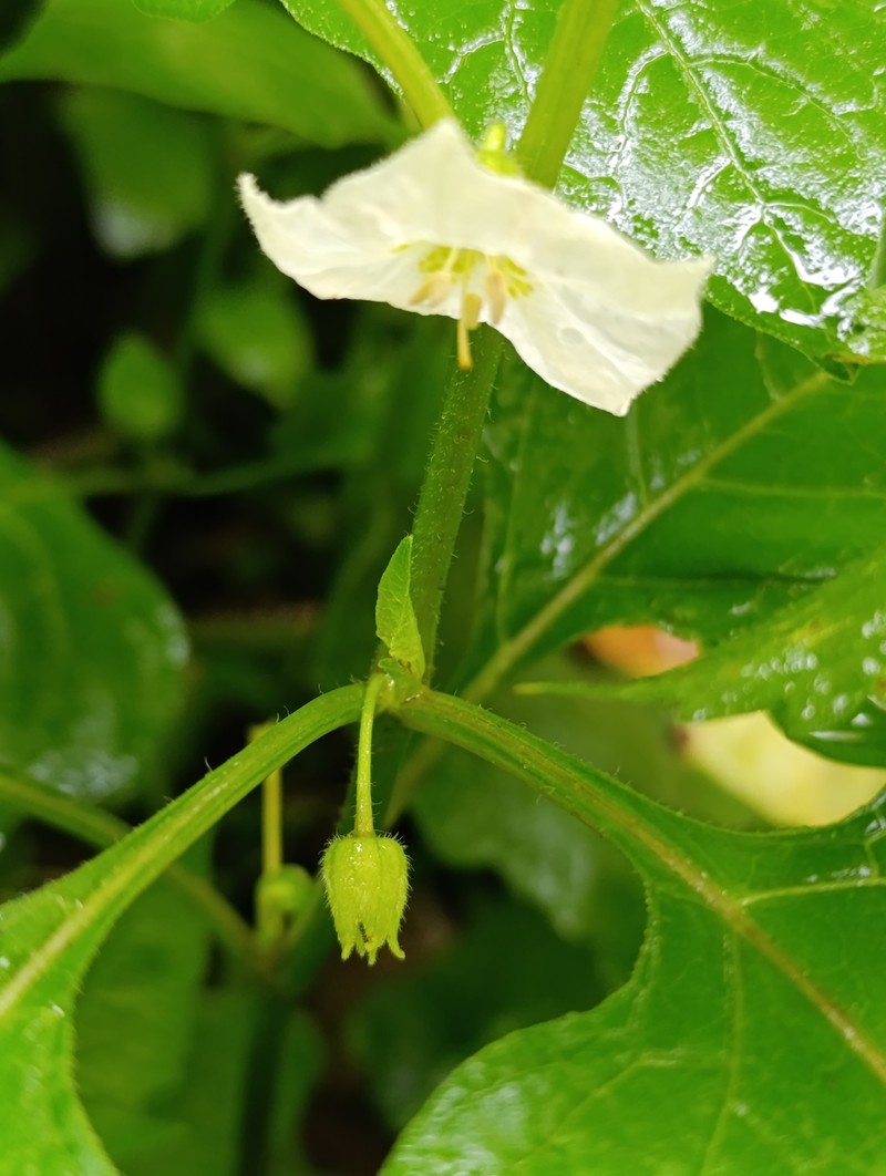 Alkekengi officinarum var. franchetii