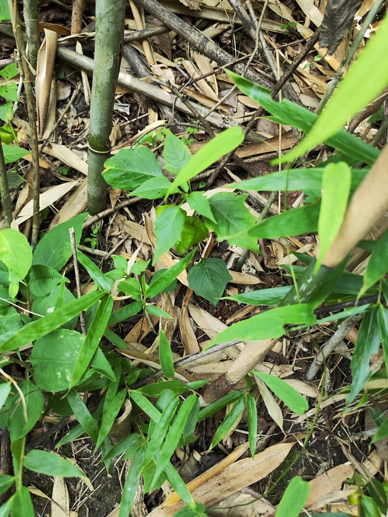 Alkekengi officinarum var. franchetii photo 2