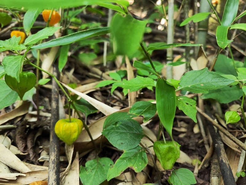 Alkekengi officinarum var. franchetii photo 3