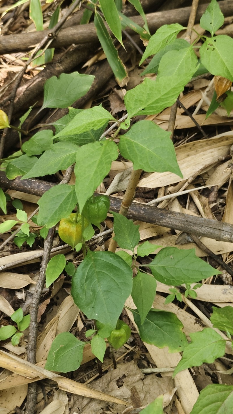 Alkekengi officinarum var. franchetii photo 4