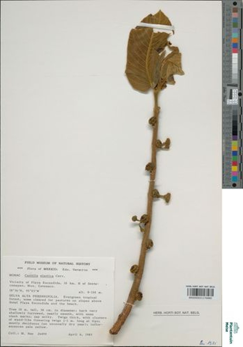 Allaeanthus zeylanicus