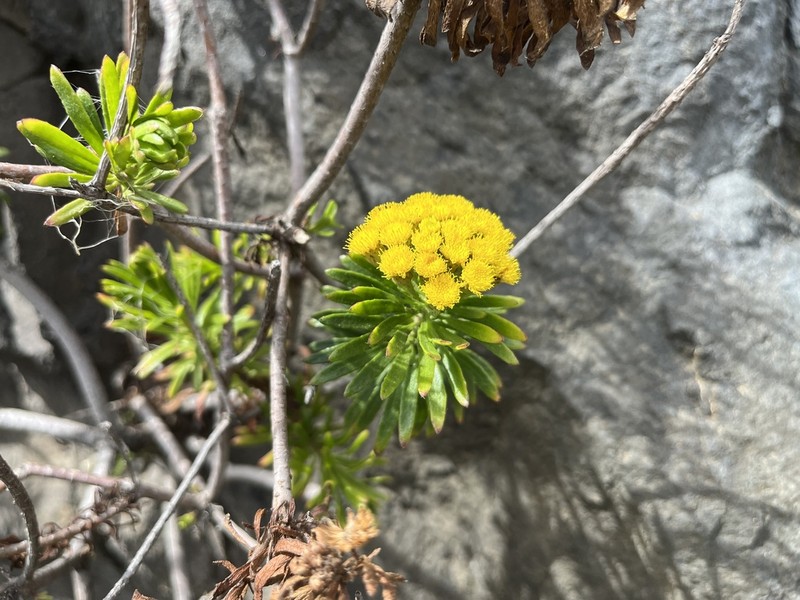 Allagopappus canariensis