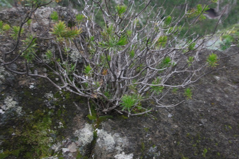 Allagopappus canariensis photo 2