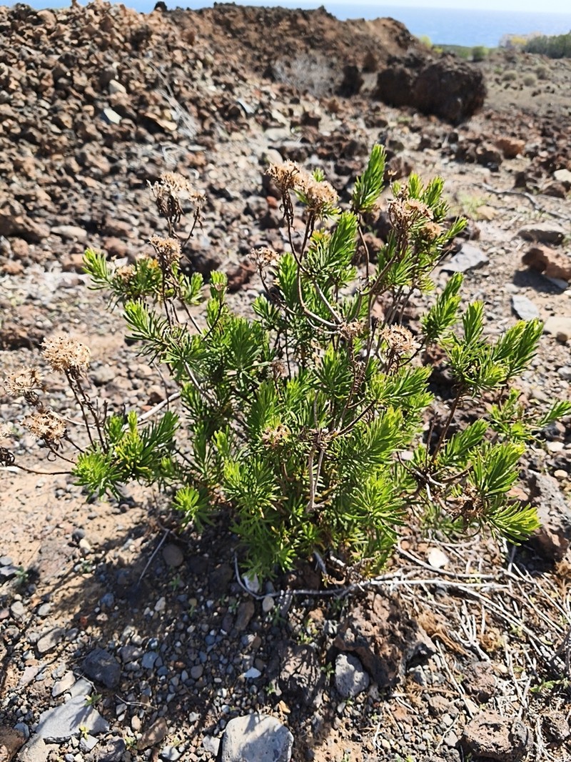 Allagopappus canariensis photo 3