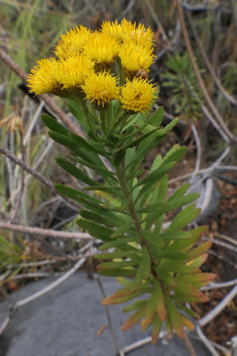 Allagopappus canariensis photo 4