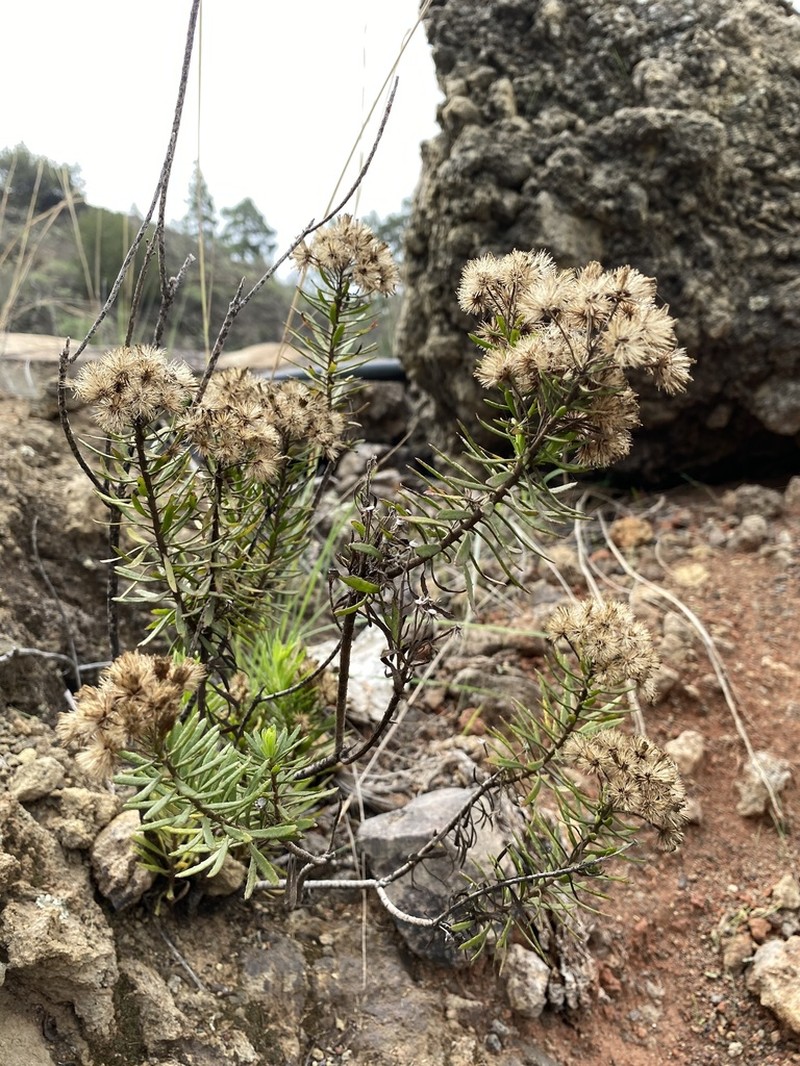 Allagopappus canariensis photo 5