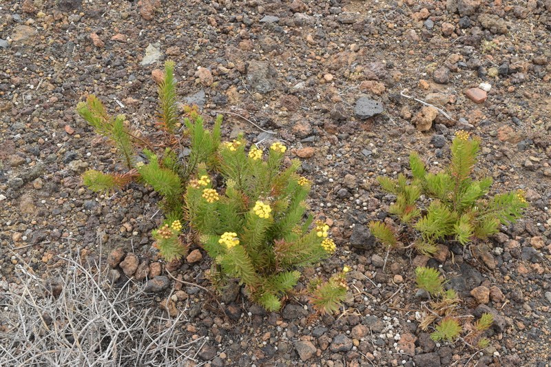 Allagopappus canariensis photo 6