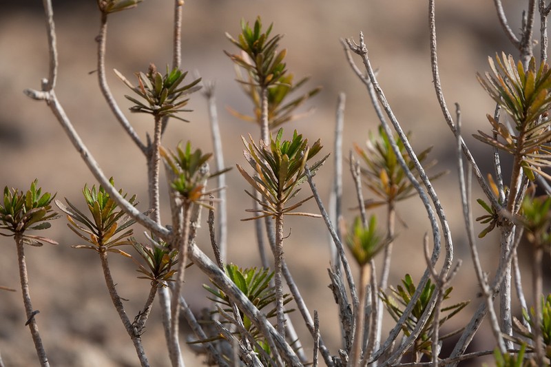Allagopappus canariensis photo 7
