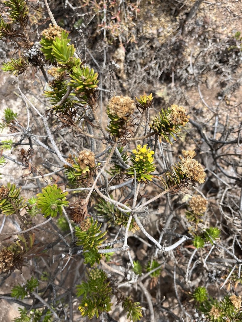 Allagopappus canariensis photo 8
