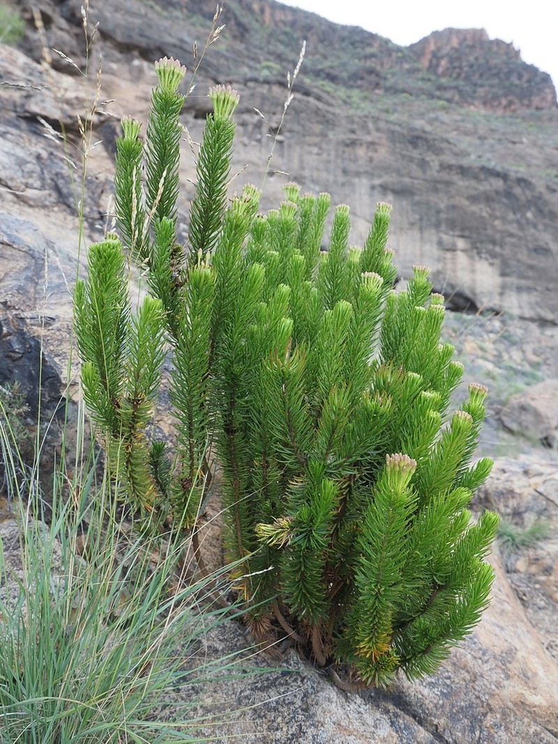 Allagopappus viscosissimus