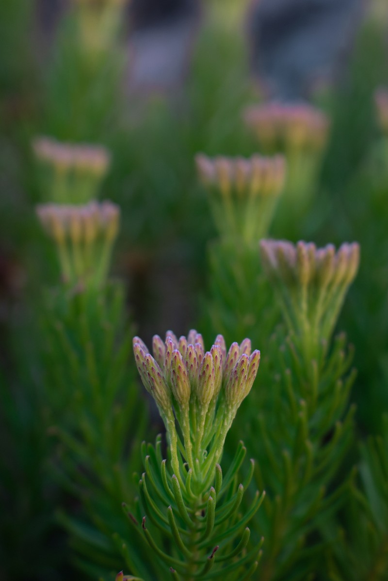 Allagopappus viscosissimus photo 2