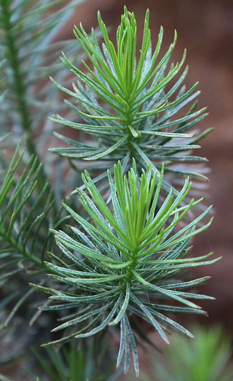 Allagopappus viscosissimus photo 4