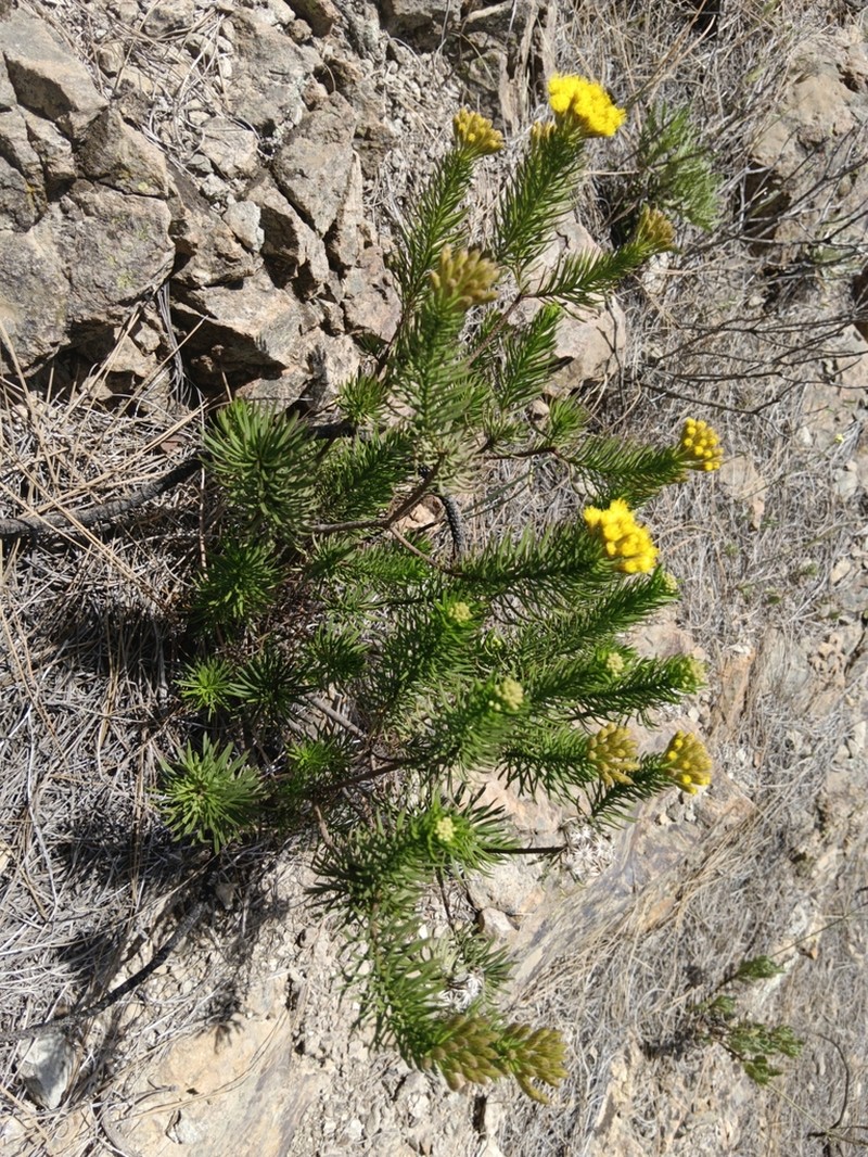 Allagopappus viscosissimus photo 5