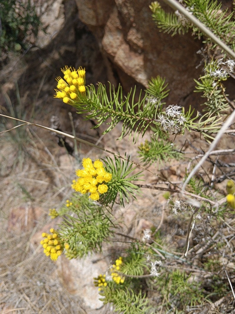 Allagopappus viscosissimus photo 6