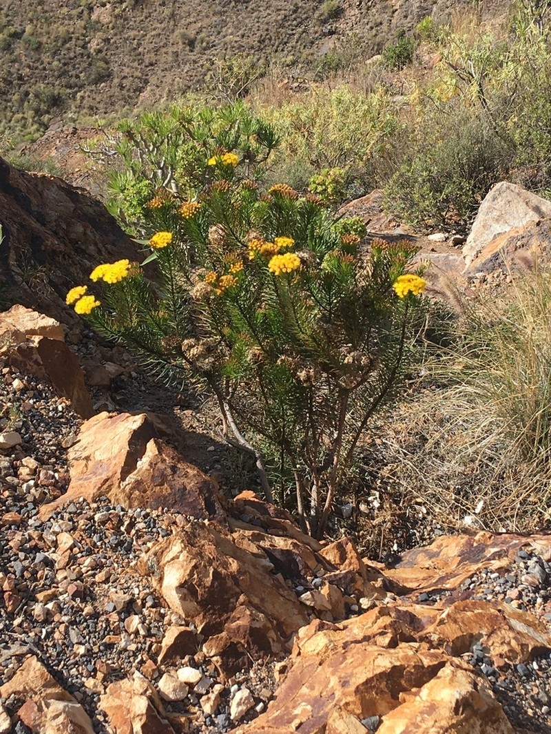 Allagopappus viscosissimus photo 7