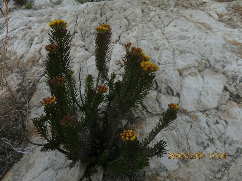 Allagopappus viscosissimus photo 8