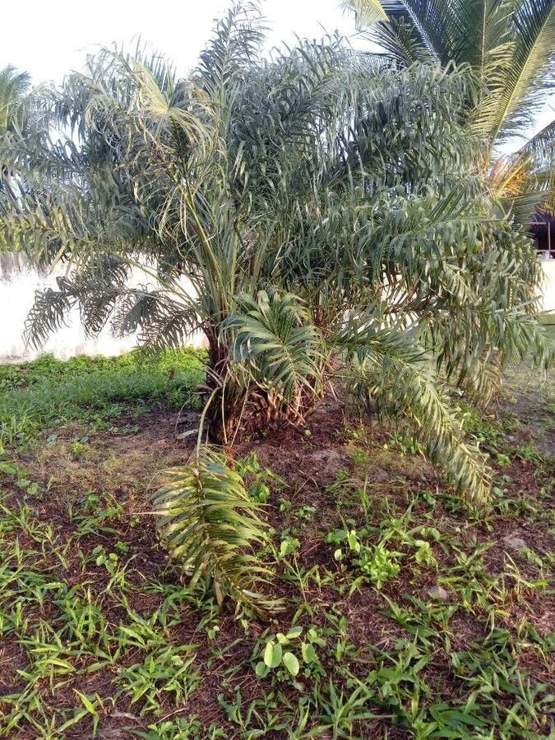Allagoptera arenaria