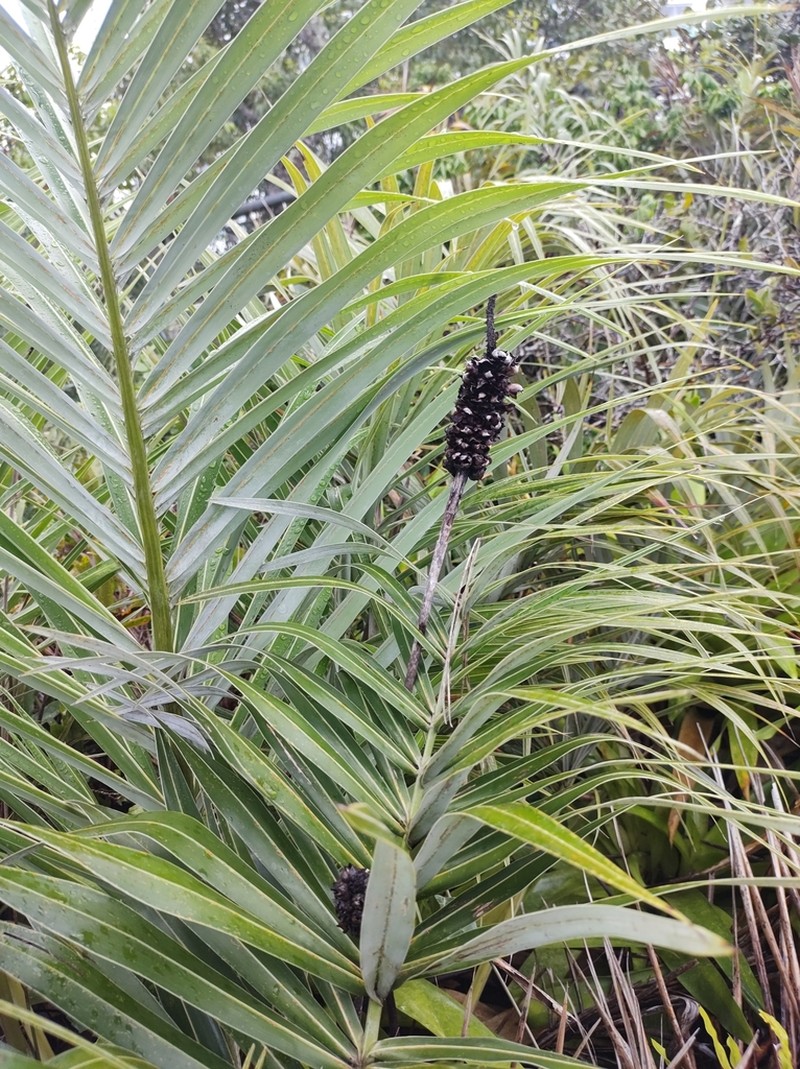 Allagoptera arenaria photo 2