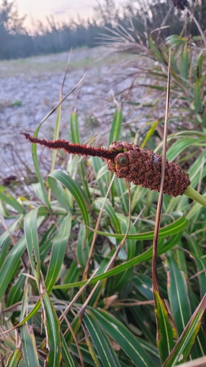 Allagoptera arenaria photo 4