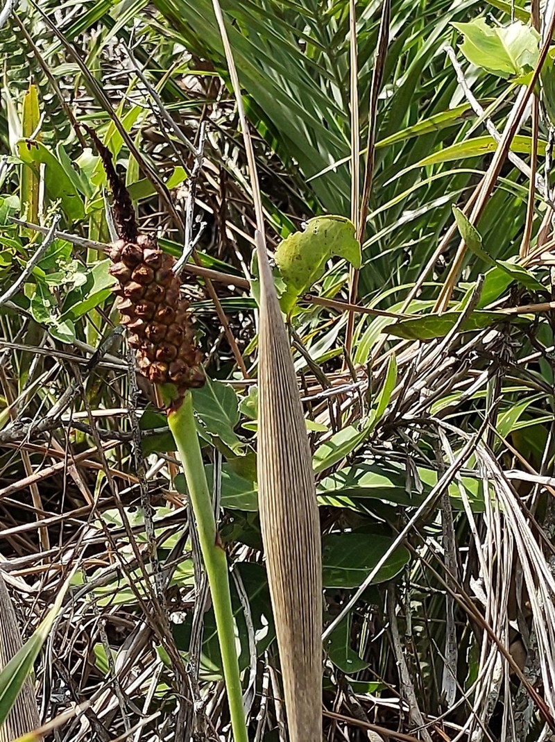 Allagoptera arenaria photo 5