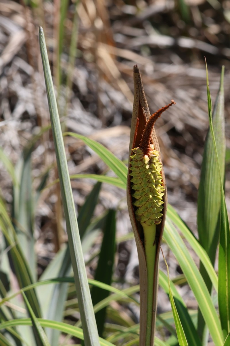 Allagoptera arenaria photo 6