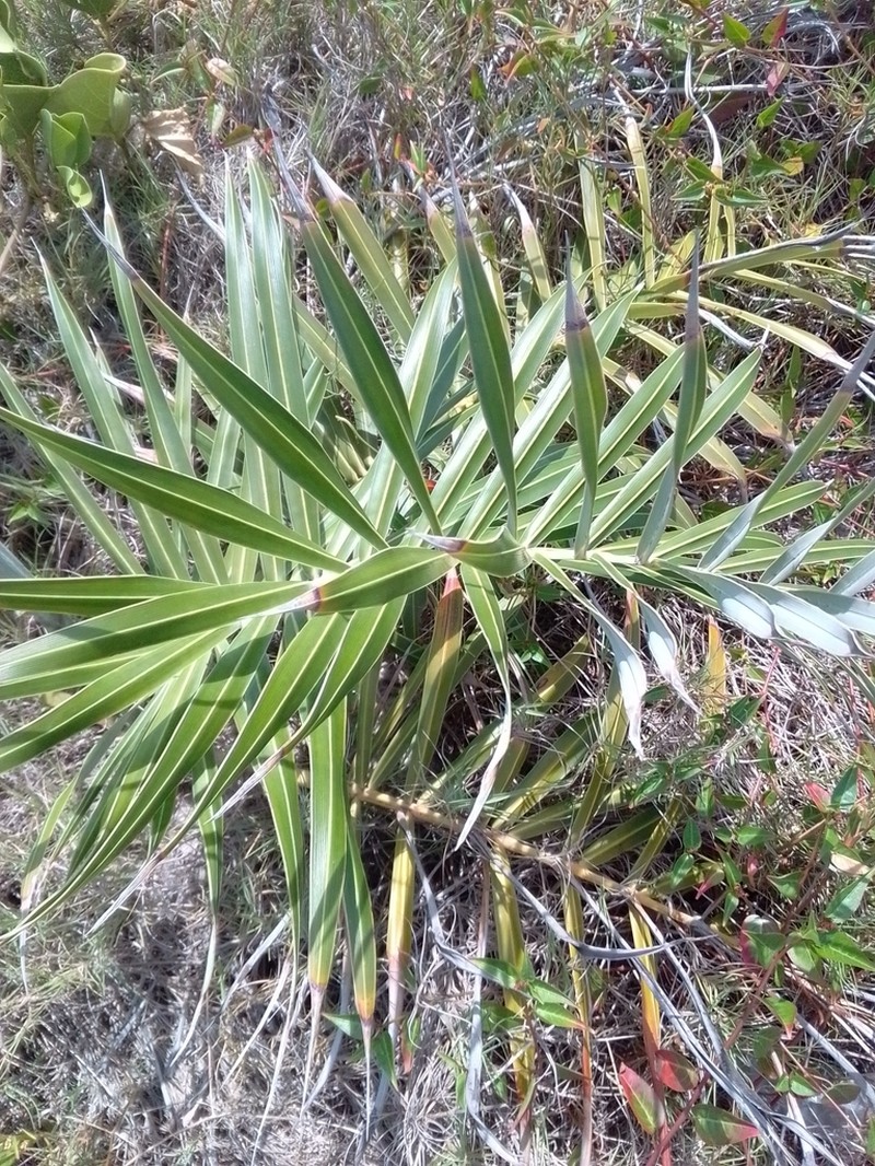 Allagoptera arenaria photo 7