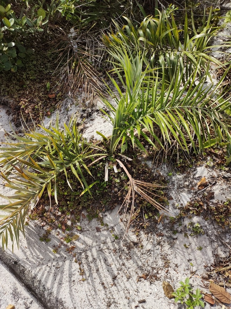 Allagoptera arenaria photo 8