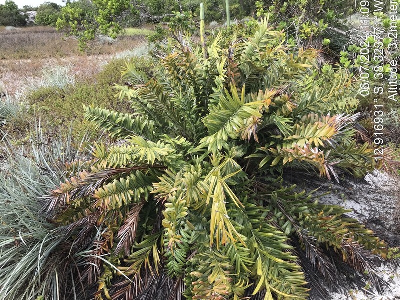 Allagoptera brevicalyx photo 4