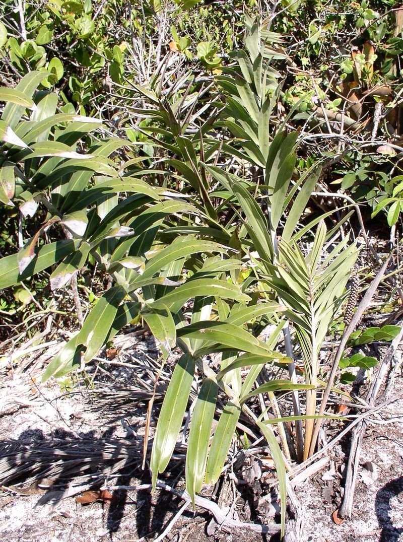 Allagoptera brevicalyx photo 5