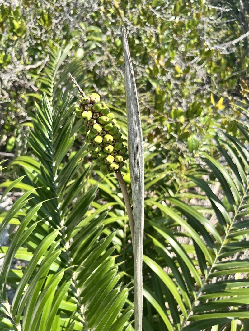 Allagoptera brevicalyx photo 6