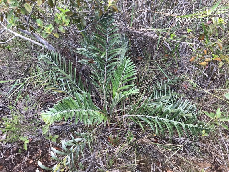 Allagoptera brevicalyx photo 8