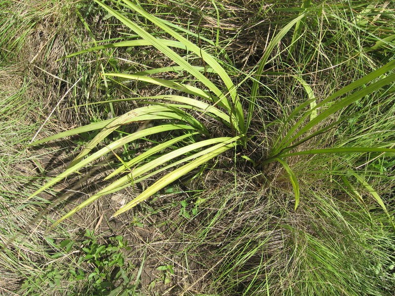 Allagoptera campestris