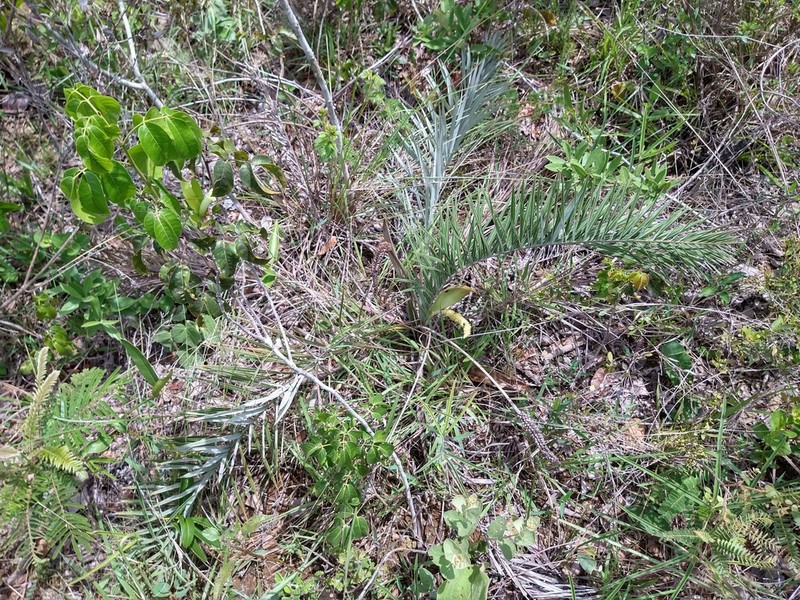 Allagoptera campestris photo 2