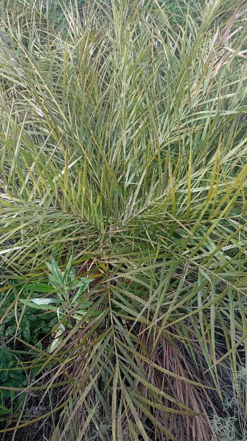 Allagoptera campestris photo 3