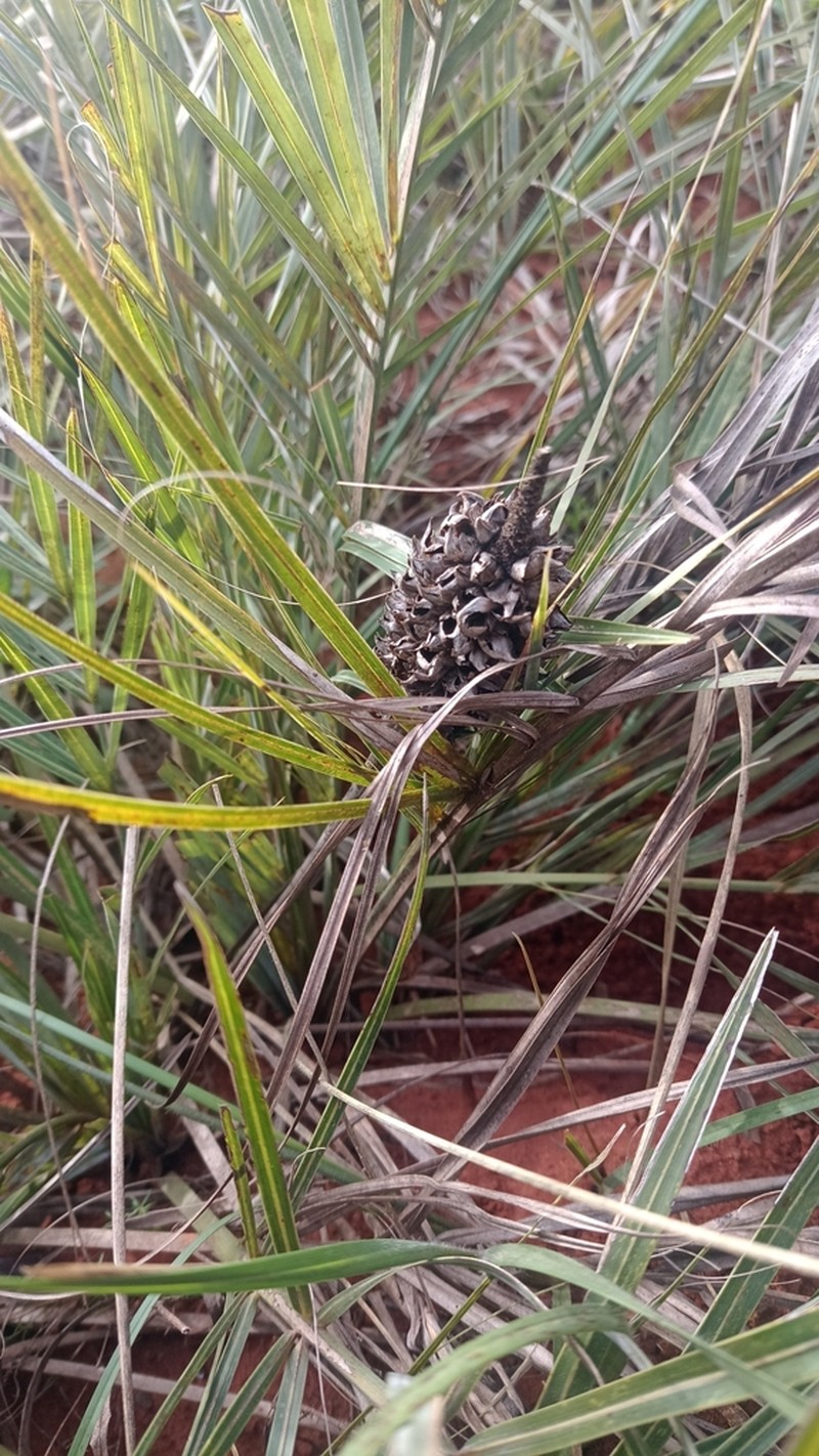 Allagoptera campestris photo 4
