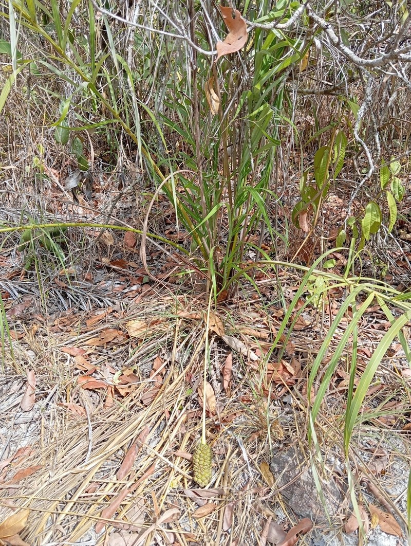 Allagoptera campestris photo 8
