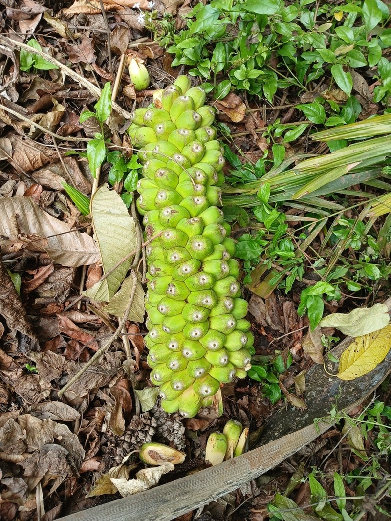 Allagoptera caudescens photo 2