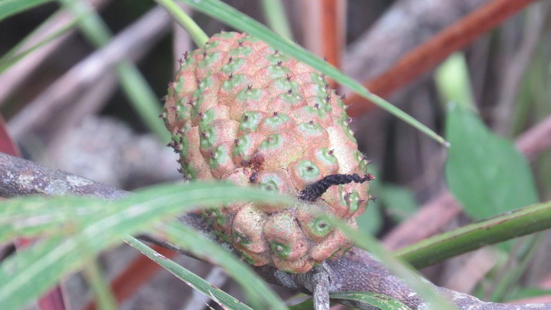 Allagoptera leucocalyx