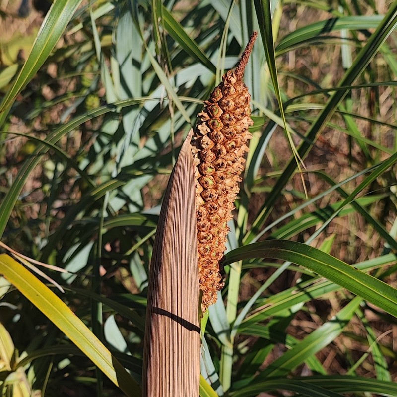 Allagoptera leucocalyx photo 2