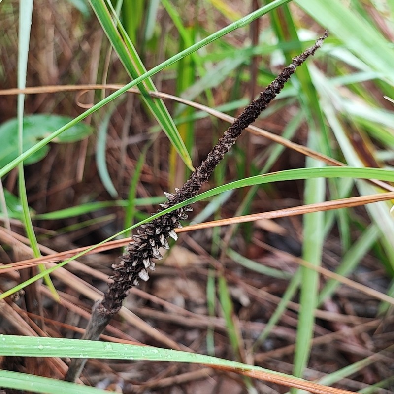 Allagoptera leucocalyx photo 3